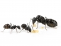 Camponotus micans